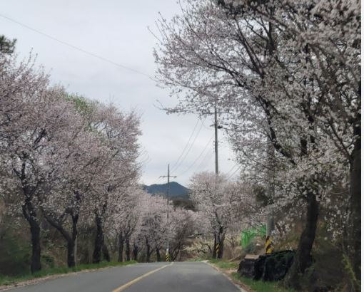 의성 벚꽃