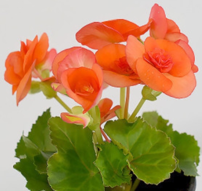 겨울 꽃 베고니아