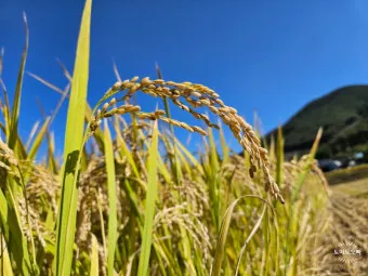 벼 재배 모내기 시기 분얼 관리 논 물대기_4