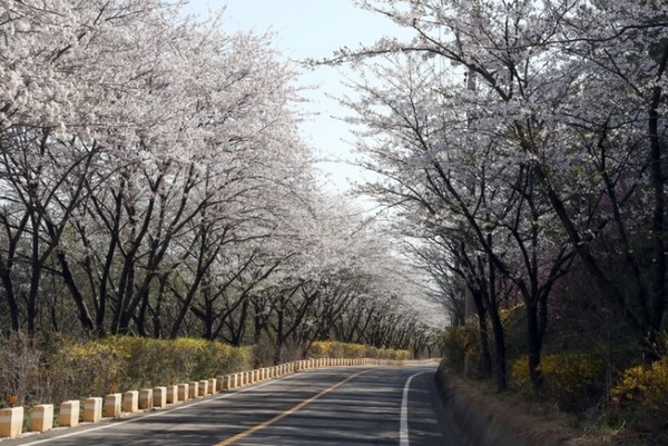 인천의 봄꽃 명소 추천