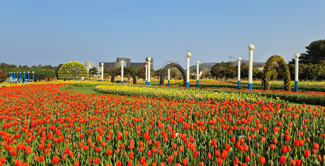 2024 태안 튤립축제