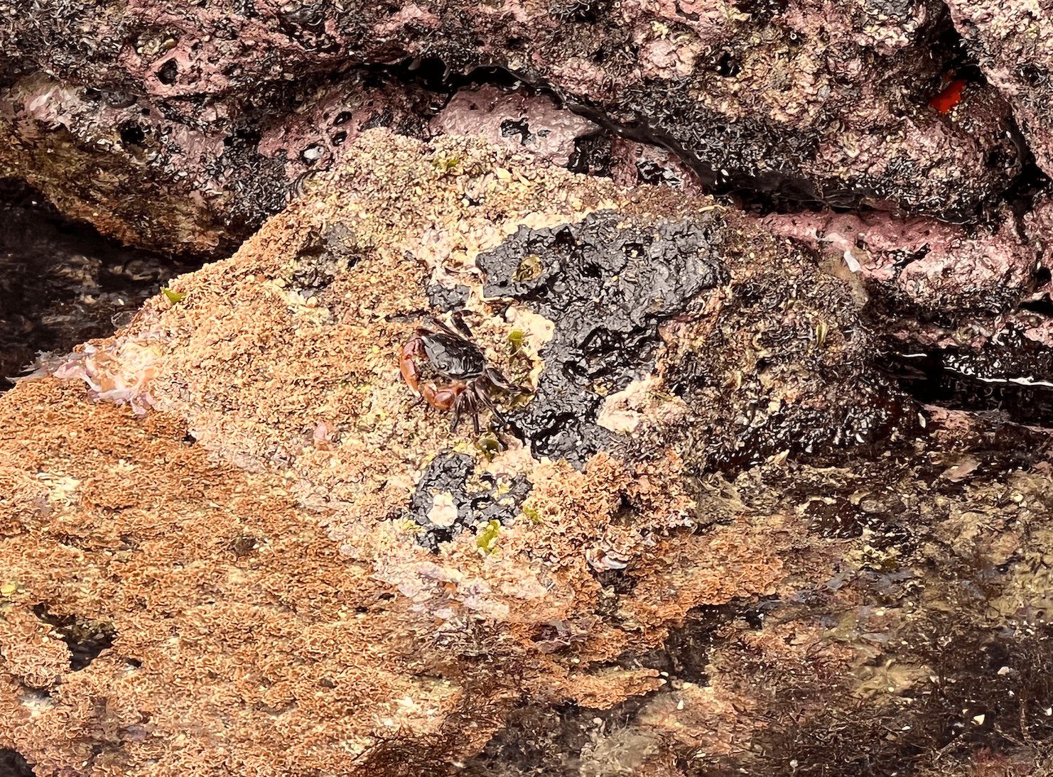 명진전복 앞 바닷가