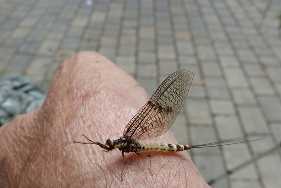 동양하루살이 출몰