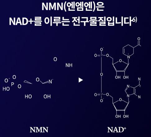 NMN 효능