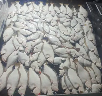 광어다운샷 가이드 남해 수심 변화 읽고 바닥 포인트 루어 운용_13