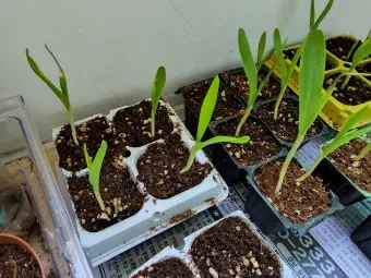 옥수수 키우는 법 품종 파종 수분수 당도 올리는 비결_22