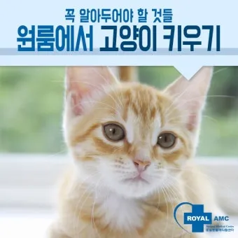 &amp;quot;고양이