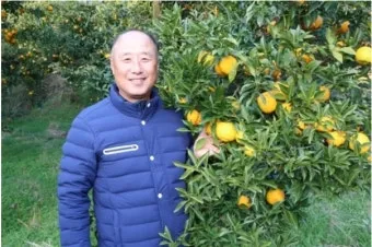 유자 재배 겨울 보온 방풍막 설치 염해 예방_2