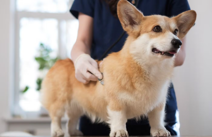 진료중인 강아지