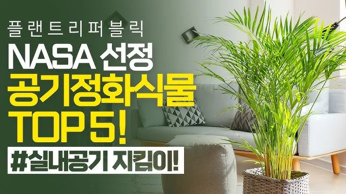 실내 공기정화식물 추천 10가지_4