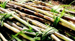 수확한 사탕수수2