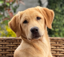 래브라도 리트리버 견종