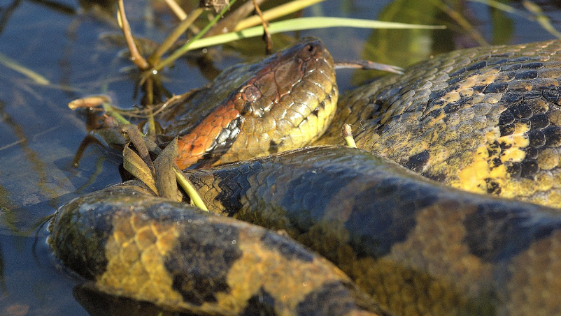 세상에서 가장 무겁고 긴 뱀, 그린 아나콘다