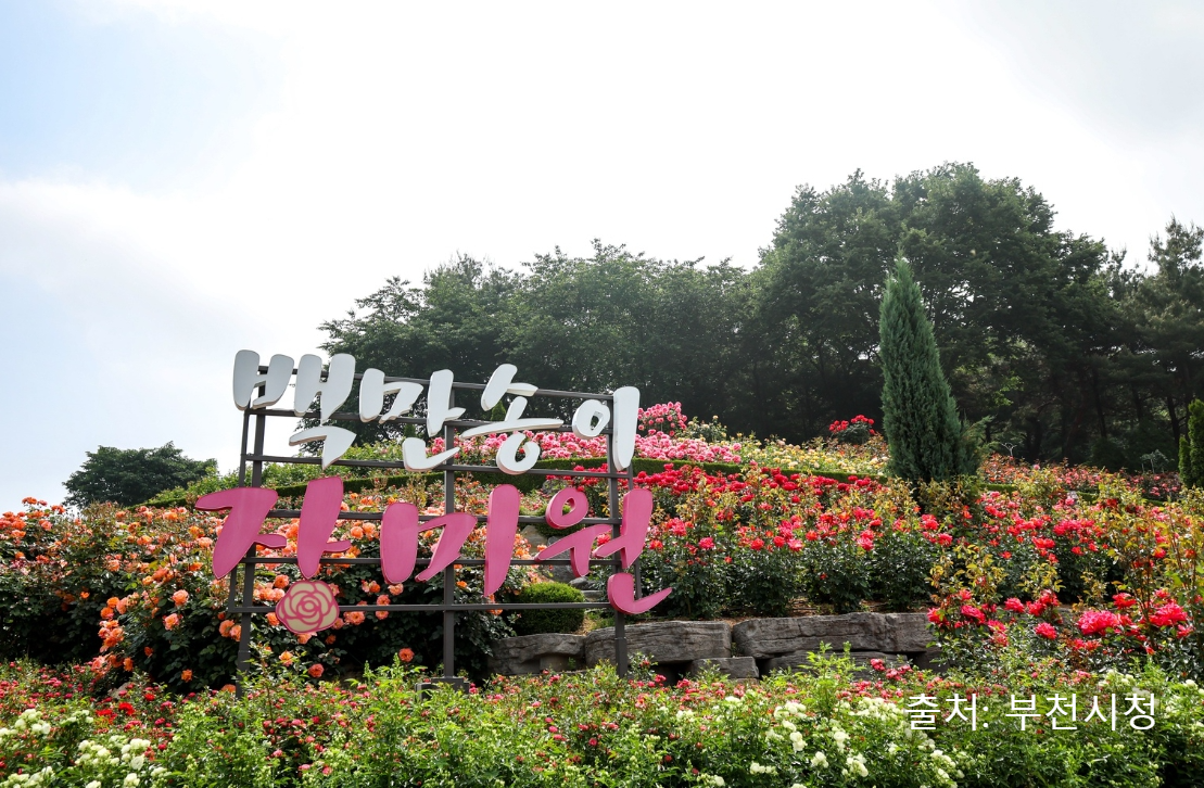 부천 백만송이 장미 도당 공원&amp;#44; 장미꽃 축제 가는 길(꽃말)