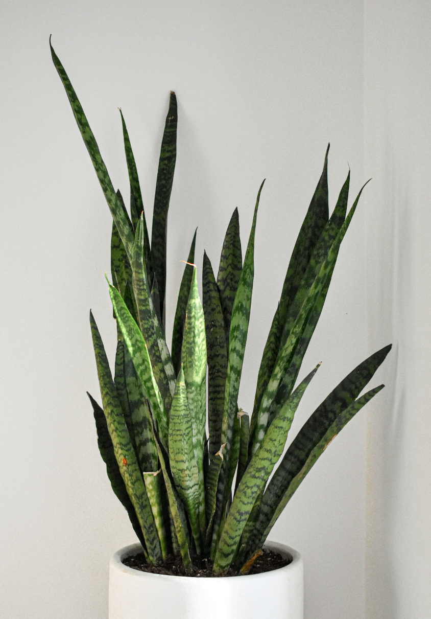 하얀 원형 화분에 심어진 뾰족한 잎의 스투키 식물