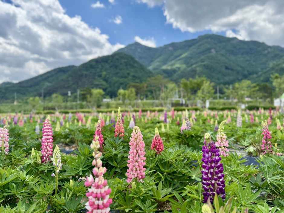 포천 한탄강 가든페스타 2026