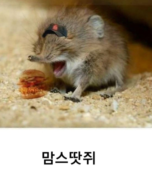 땃쥐 짤