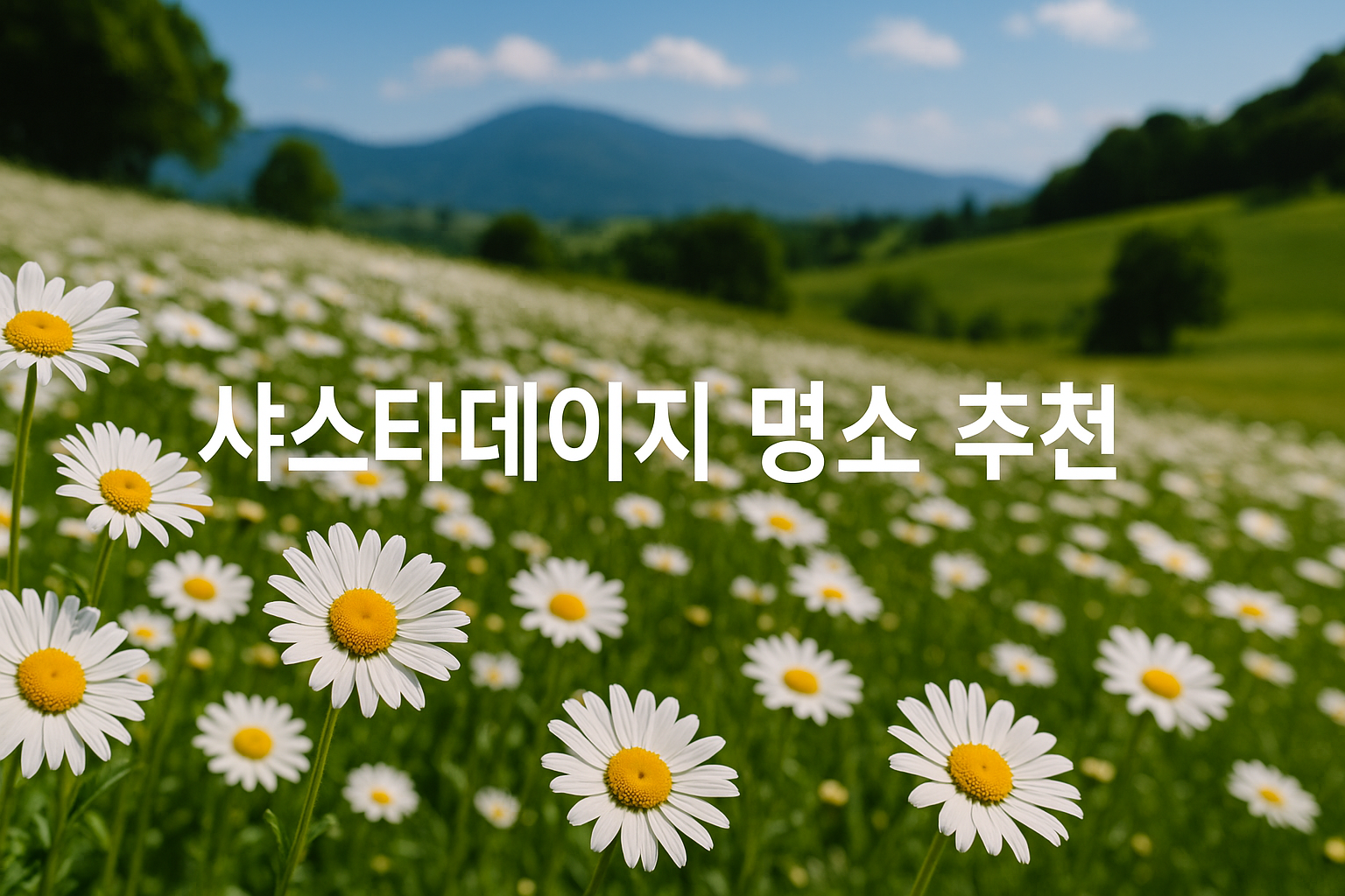 샤스타데이지 명소 추천
