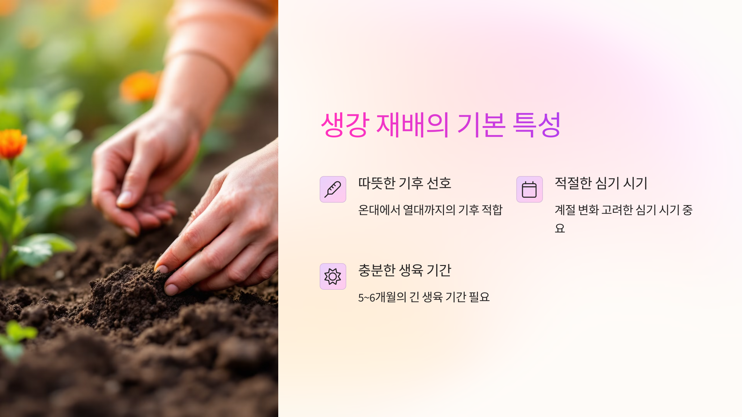 생강 재배의 기본 특성