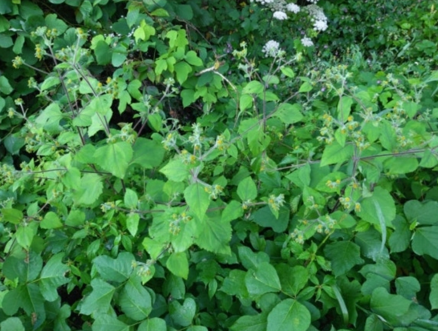 야생에서 잘 자라고 있는 희첨초의 초록색 잎과 희고 노란 꽃 무리를 확대를 하여 찍은 사진