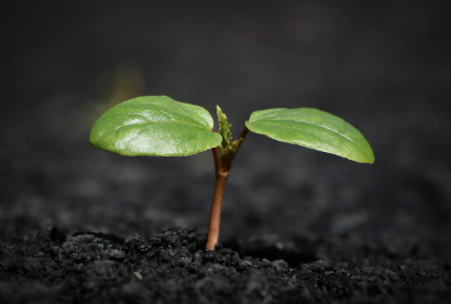식물을 자주 죽이는 사람들을 위한 식물
