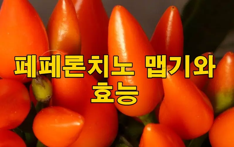 페페론치노 맵기와 효능