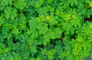 결명자차 효능과 영양성분&amp;#44; 주의점