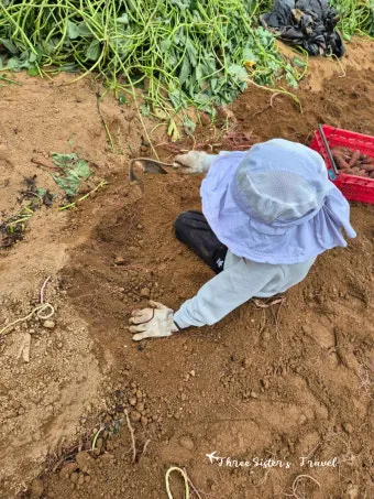 고구마캐는시기 딱 3가지 신호만 보세요 보관법까지 총정리로_19