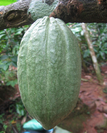 코코아 나무 열매