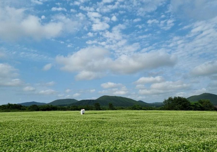 보롬왓 메밀축제