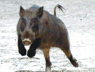 이화여대 멧돼지 출몰 (영상) &amp;#124; 대처 방법 긴급 상황