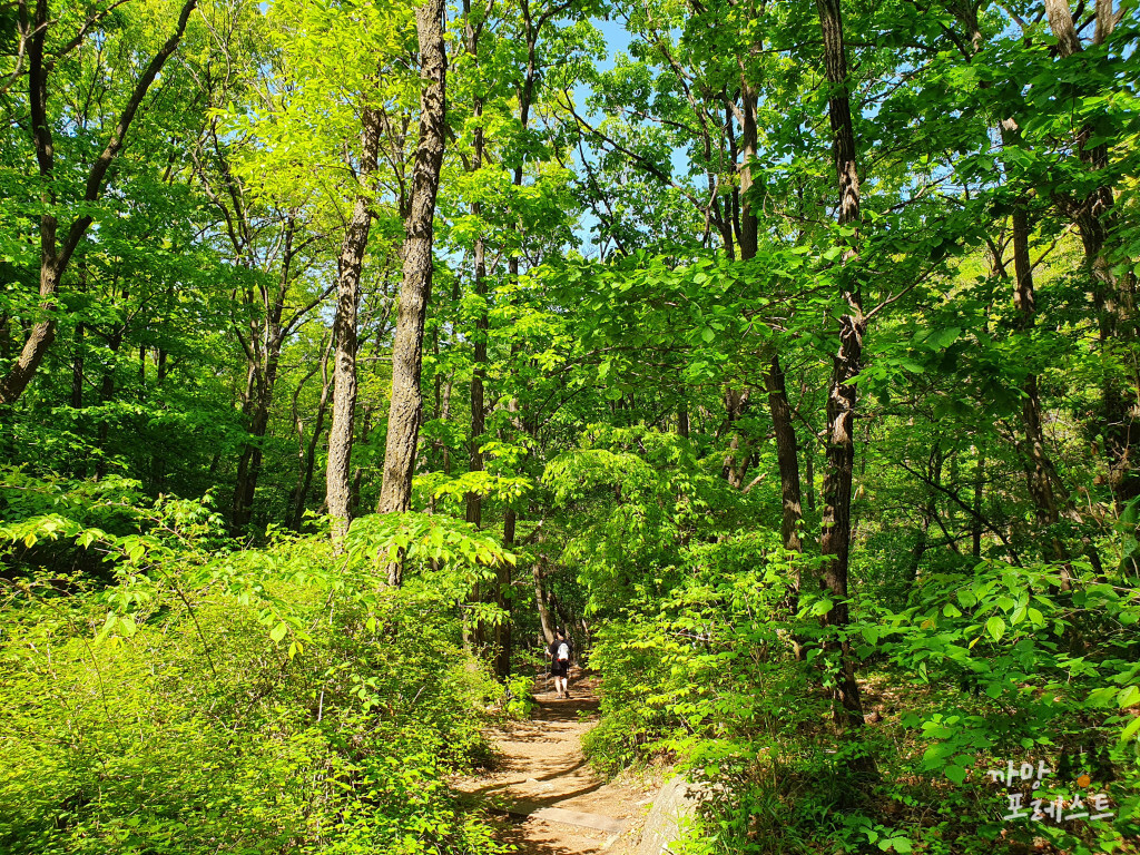 광교산 노루목 탐방로