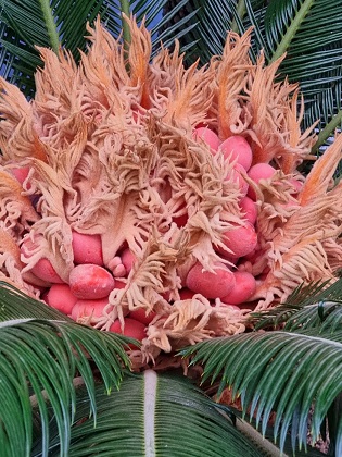 청주랜드-소철암꽃