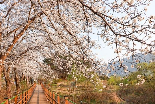 부여벚꽃