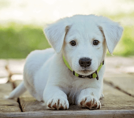 2024년 띠별 운세