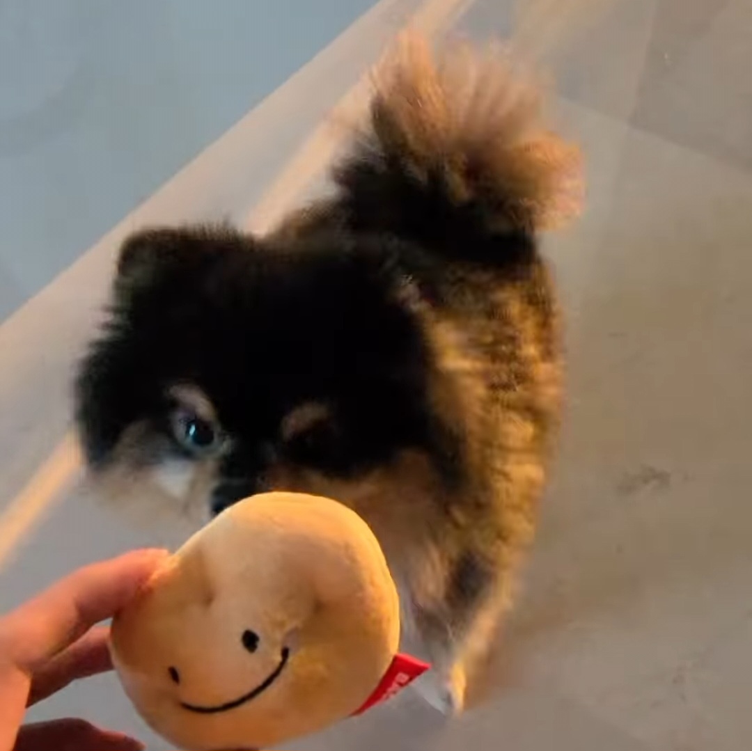 뷔 반려견 연탄이