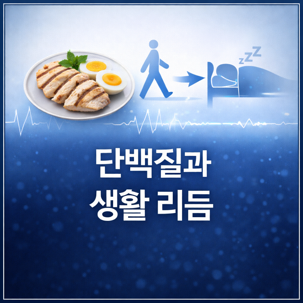 단백질 섭취가 생활 리듬을 안정시키는 간접 효과