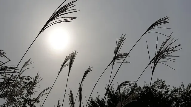 서울 억새축제 2025 일정위치 총정리로 안내_7