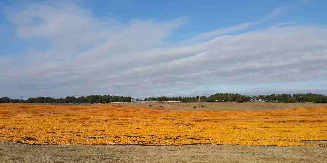 노란 귤 껍질을 말리는 한 겨울의 제주 신풍리 신천목장