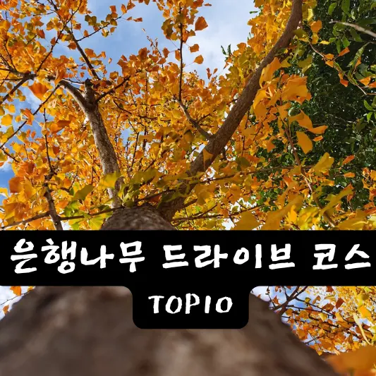 은행나무 드라이브 코스 도리마을 은행나무숲 청라은행마을