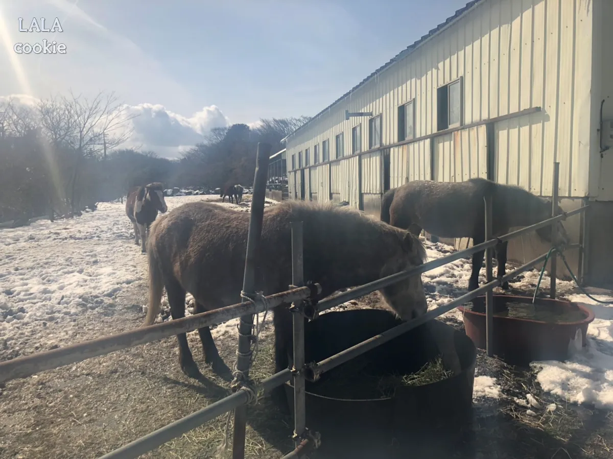 제주도-겨울-여행-코스-추천-눈밭의-말들-밥-먹는-중