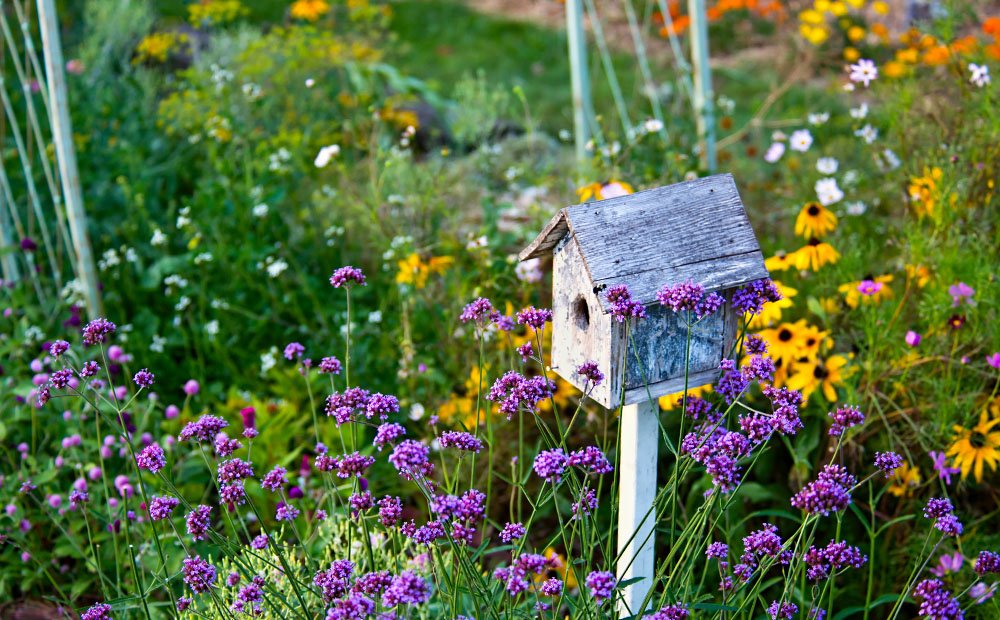 벌과 나비 친화적인 정원 만들기