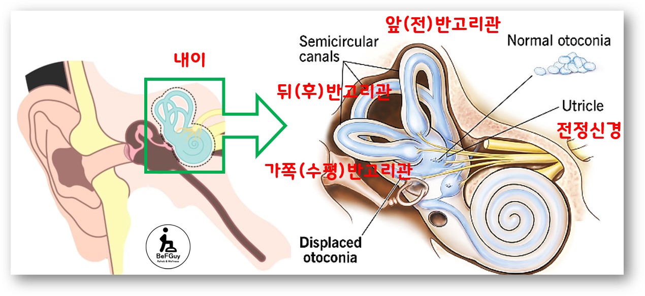 내이, 반고리관 구조