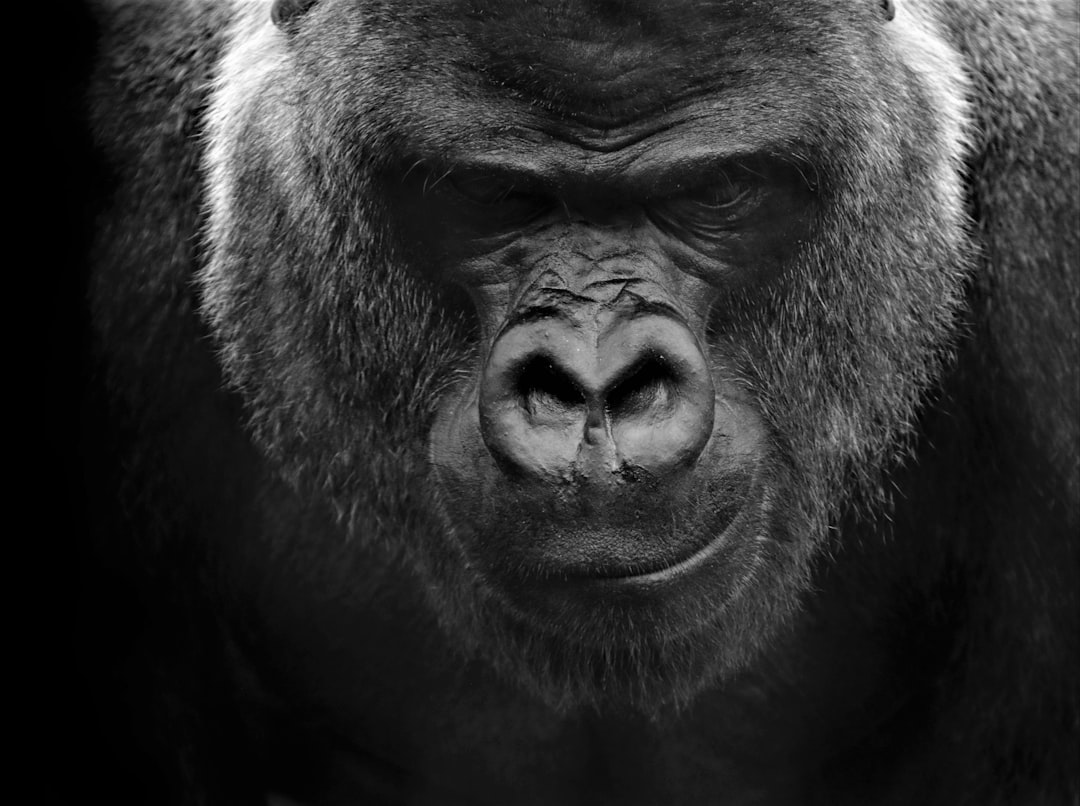 Gorilla