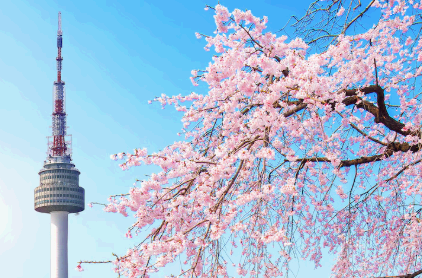 서울 남산 벚꽃