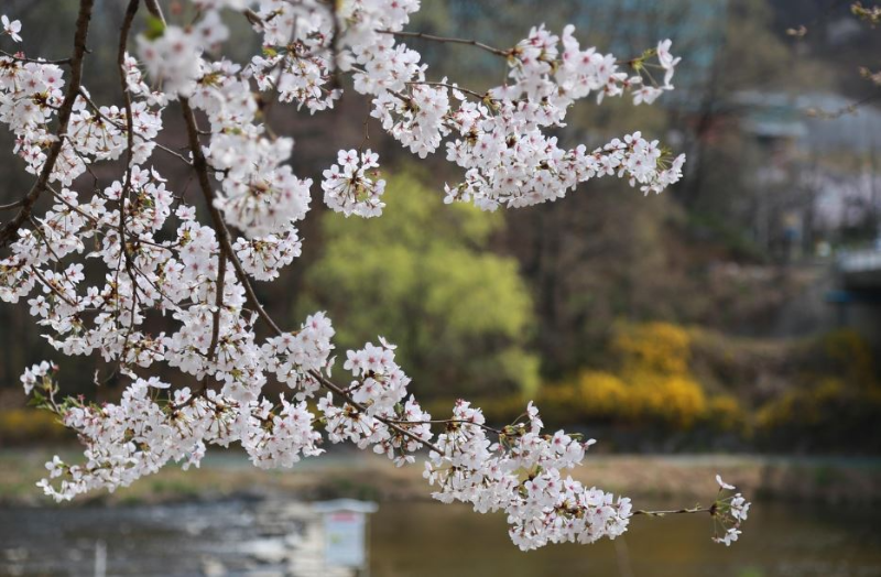 일본 벚꽃 여행 도쿄 관련 사진