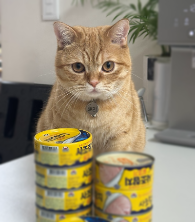 식탁 위에 높게 쌓인 사람용 살코기 참치캔들 뒤에 앉아, 참치를 달라는 듯 기대에 찬 눈빛으로 정면을 응시하는 치즈 고양이 뽀리