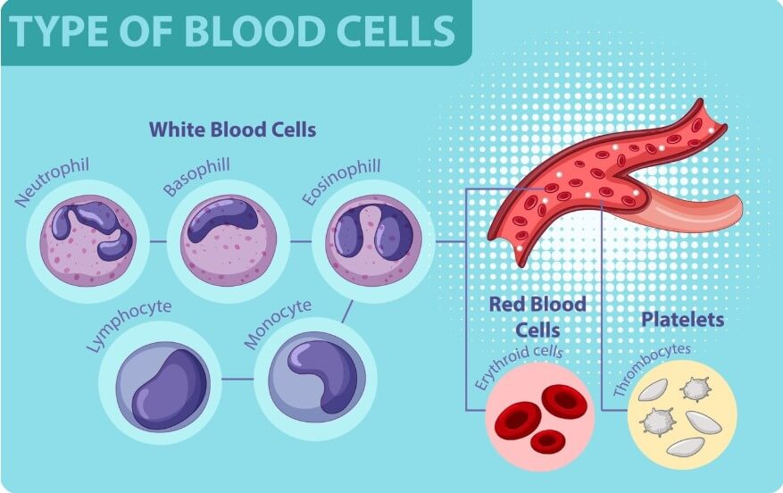 피의 농도와 노폐물의 정도