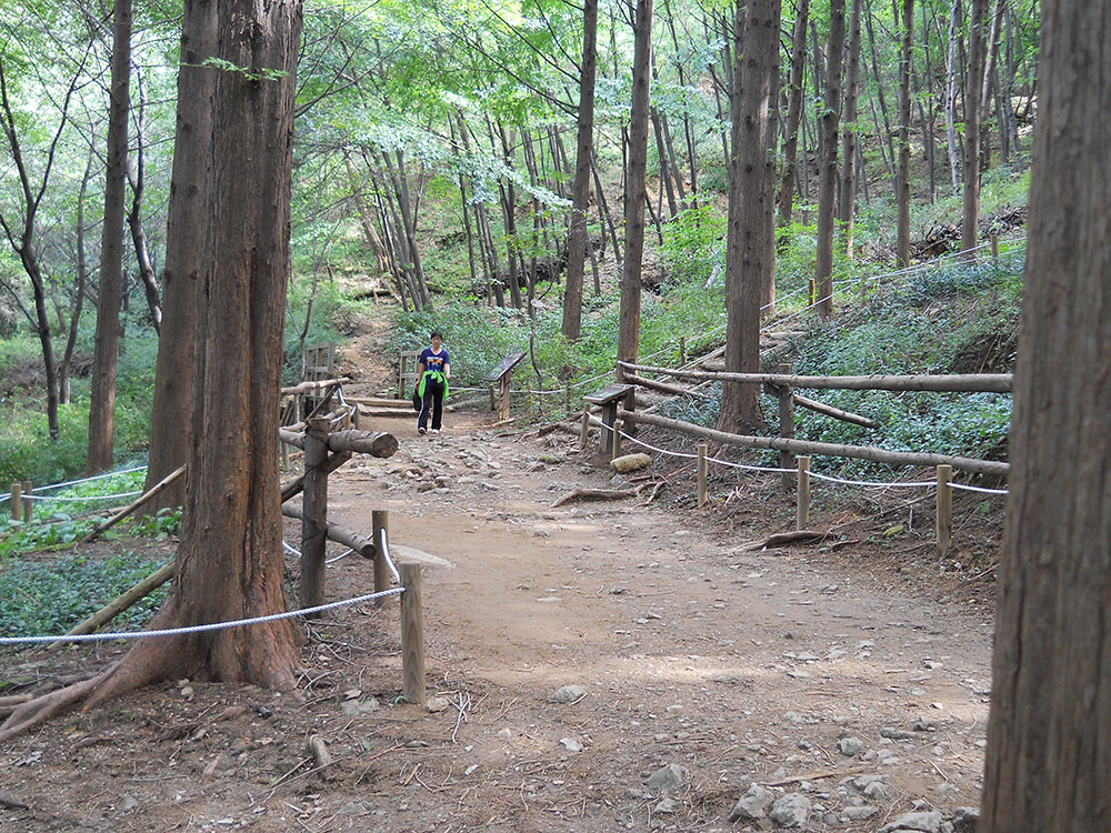 서대문구 안산자락길(AnsanJarakgil) 메타세쿼이아(Metasequoia)