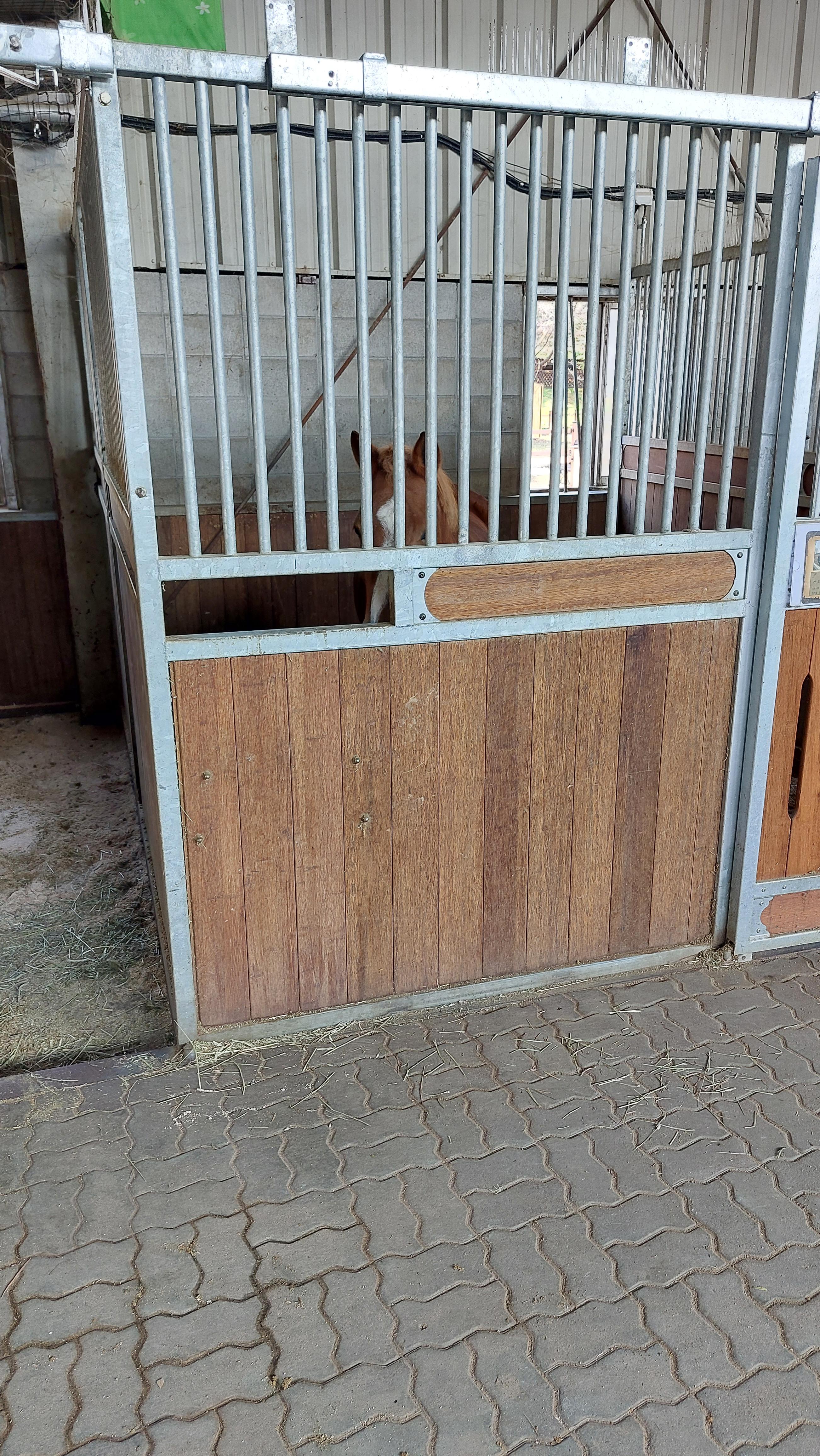 안성팜랜드 실내승마체험장 마구간에 있는 작은말